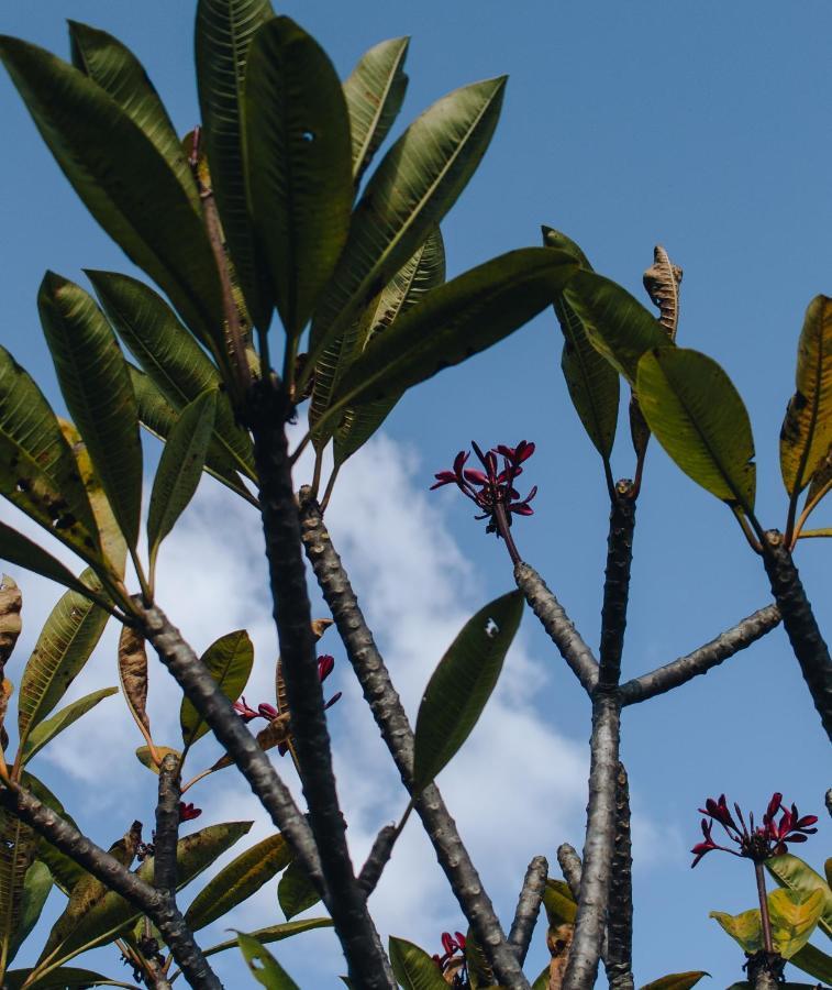 Hotel Vegano Bona Espero Alto Paraíso de Goiás Exterior foto